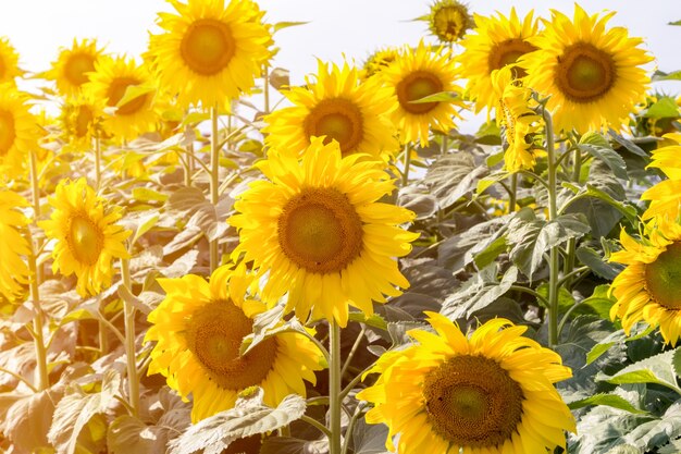 Close up sunflower blooming in the field