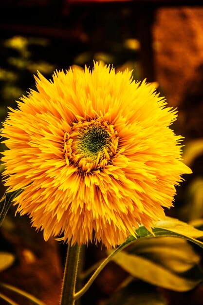 Close-up of sunflower blooming outdoors