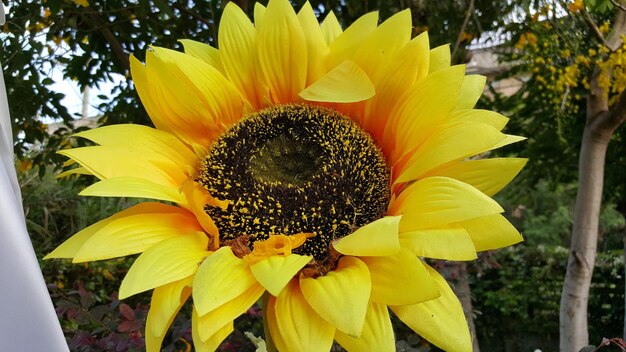 Close-up of sunflower blooming outdoors