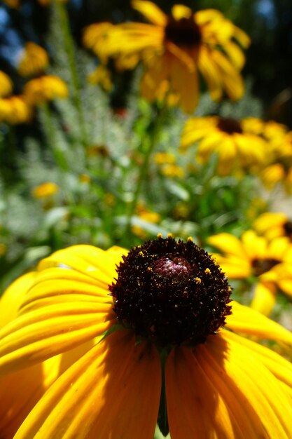 Close-up of sunflower blooming outdoors