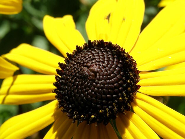 Close-up of sunflower blooming outdoors