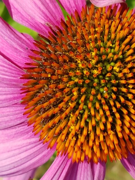 Foto close-up di girasole in fiore all'aperto