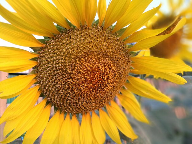 Close-up of sunflower blooming outdoors