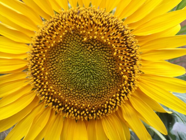 Close-up of sunflower blooming outdoors