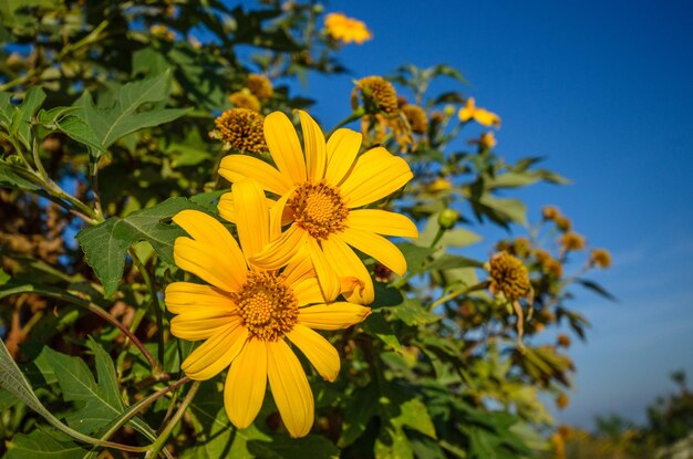 Close-up of sunflower blooming outdoors