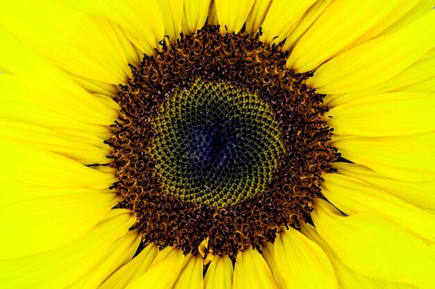 Close-up of sunflower blooming outdoors