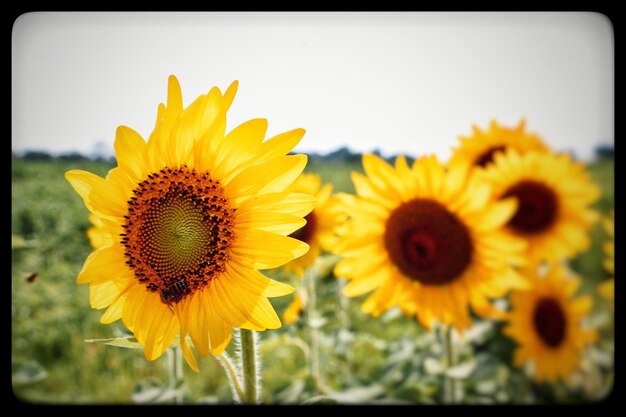 Close-up of sunflower blooming outdoors