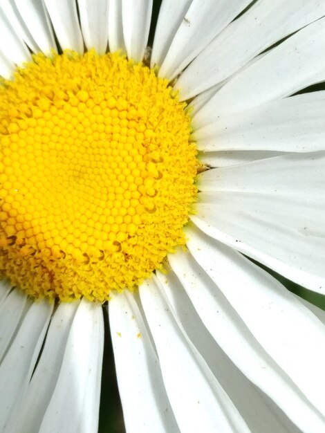 Close-up of sunflower blooming outdoors