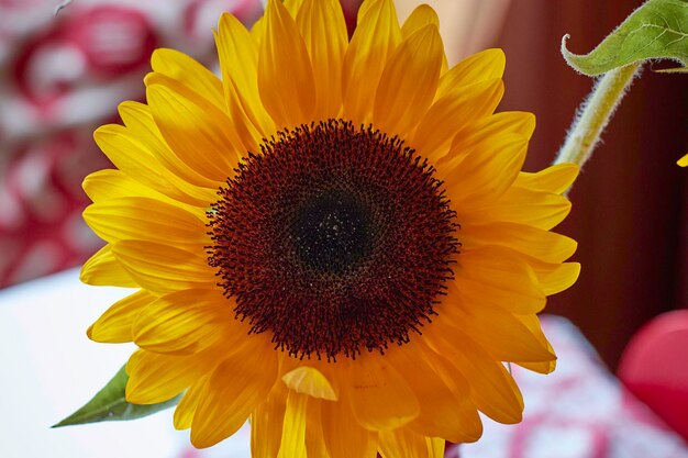 Close-up of sunflower blooming outdoors