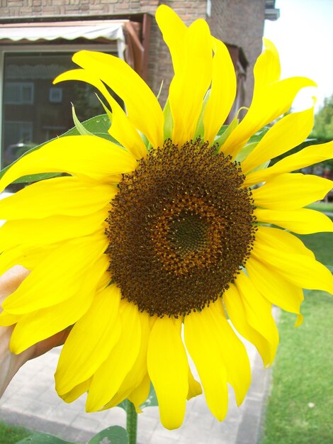 Close-up of sunflower blooming outdoors