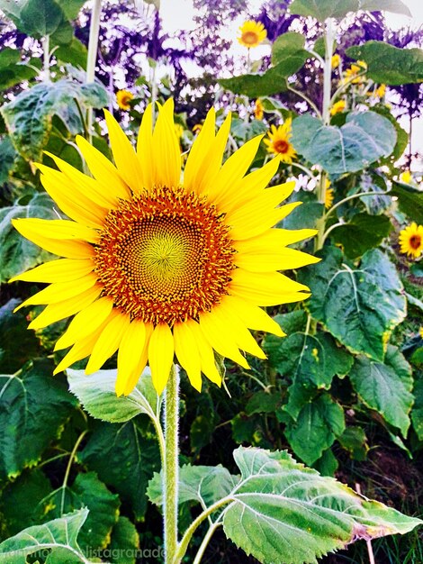 Close-up of sunflower blooming outdoors