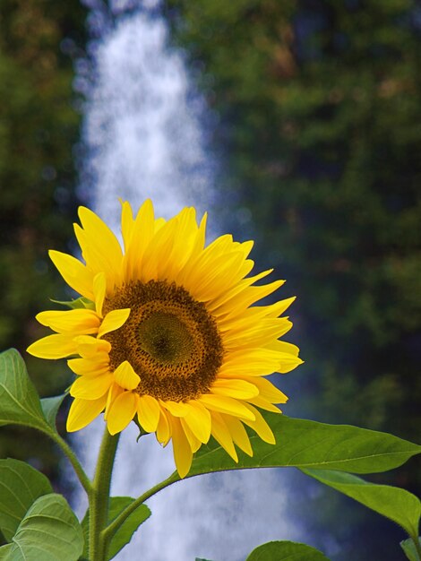 Close-up of sunflower blooming outdoors