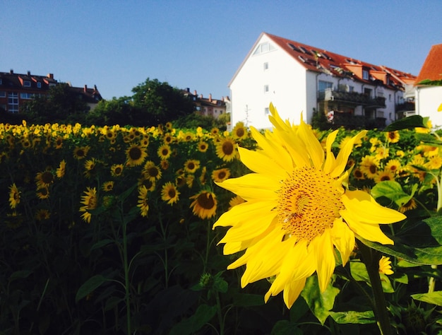 Close-up of sunflower blooming in park