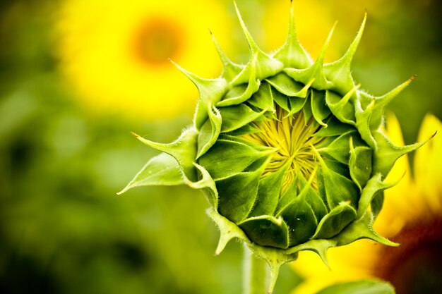 Close-up of sunflower bud