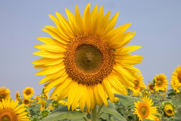 Close-up of sunflower on field against clear sky