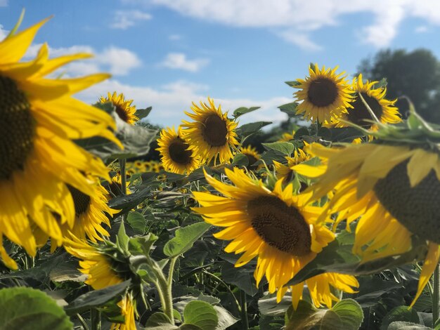 Close-up of sunflower on field against sky