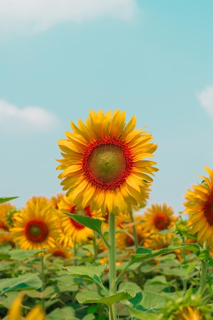 Foto close-up di girasole sul campo contro il cielo