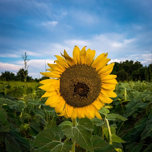 Close-up of sunflower on field against sky