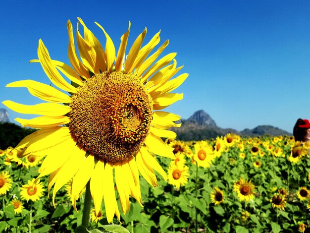 Close-up of sunflower on field against sky