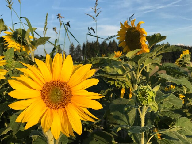 Close-up of sunflower on field against sky