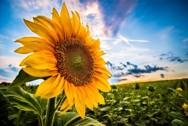 Close-up of sunflower on field against sky