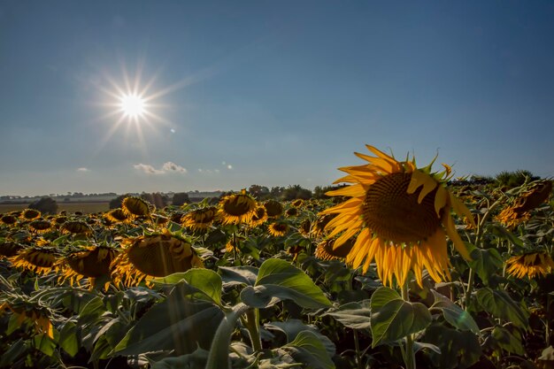 Close-up of sunflower on field against sky