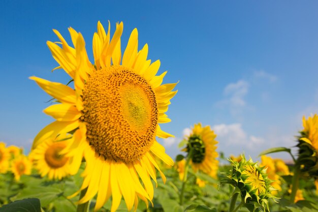 Close-up of sunflower on field against sky