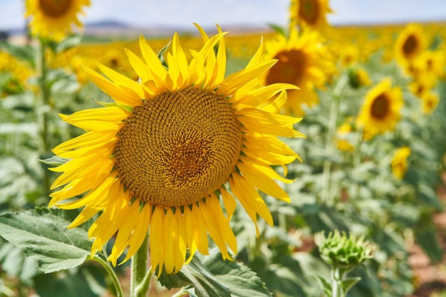 Close-up of a sunflower in a field of sunflowers in summer