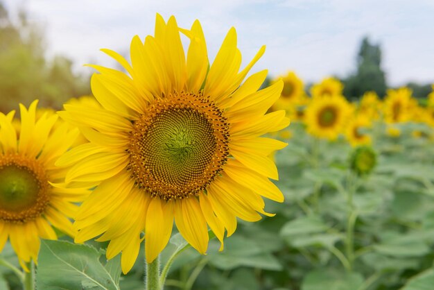 Close-up of sunflower on field