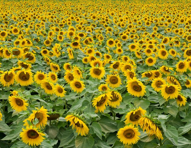 Close-up of sunflower field