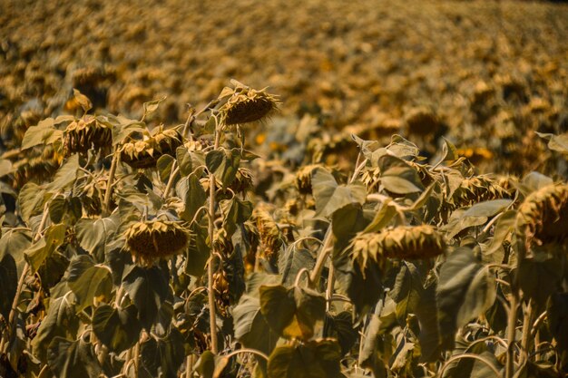 Photo close-up of sunflower field