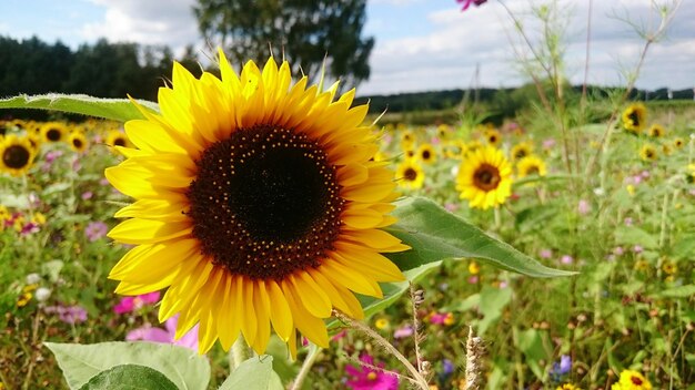 Close-up of sunflower in field