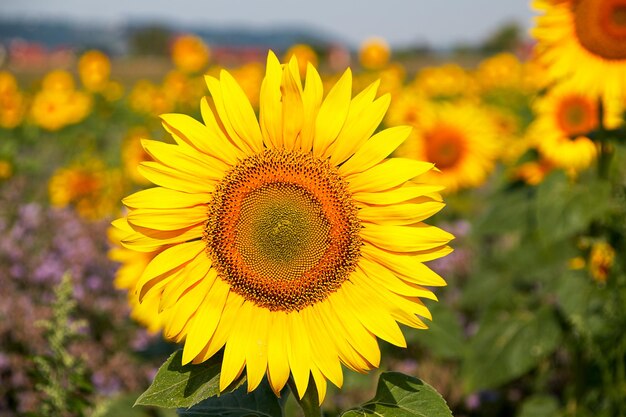 Close-up of sunflower on field