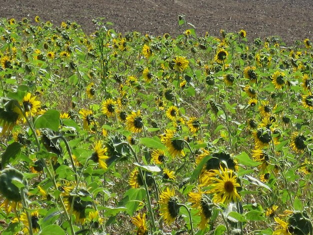 Close-up of sunflower field