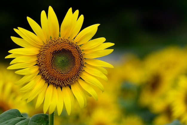 Close-up of sunflower on field