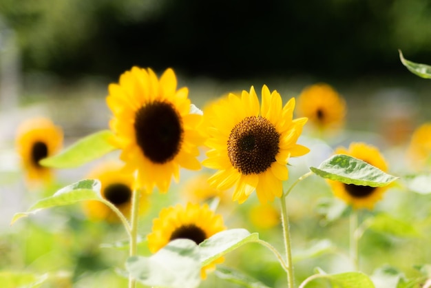 Close-up of sunflower on field