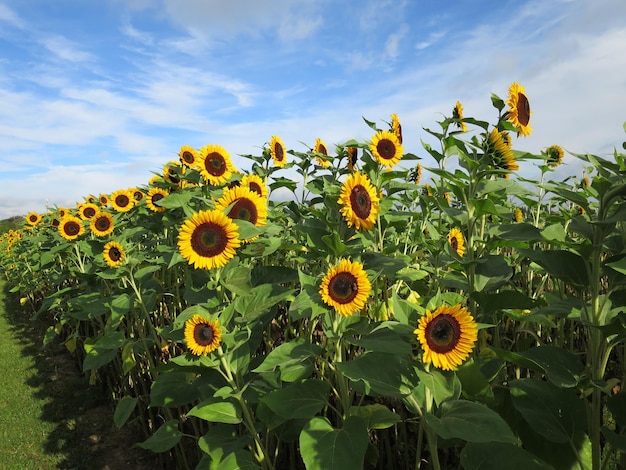 Photo close-up of sunflower field