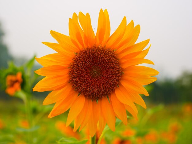 Close-up of sunflower in field