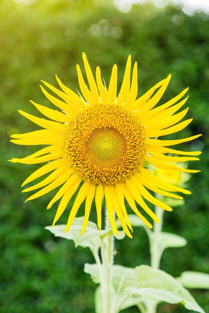 Foto prossimo piano di girasole sul campo