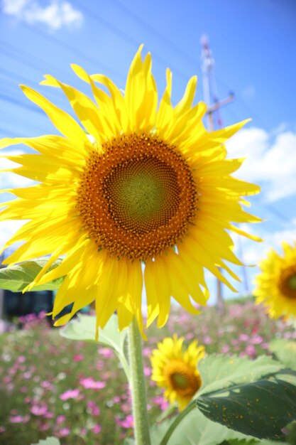 Close-up of sunflower on field