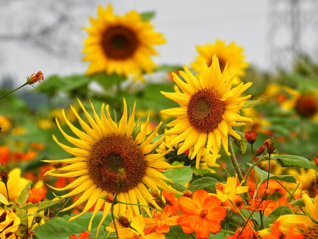 Close-up of sunflower on field