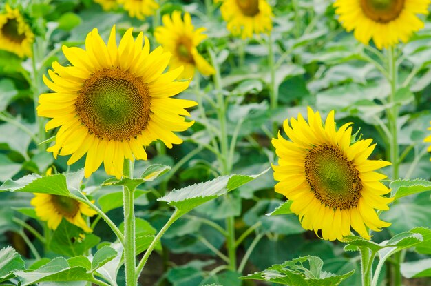 Close-up of sunflower on field