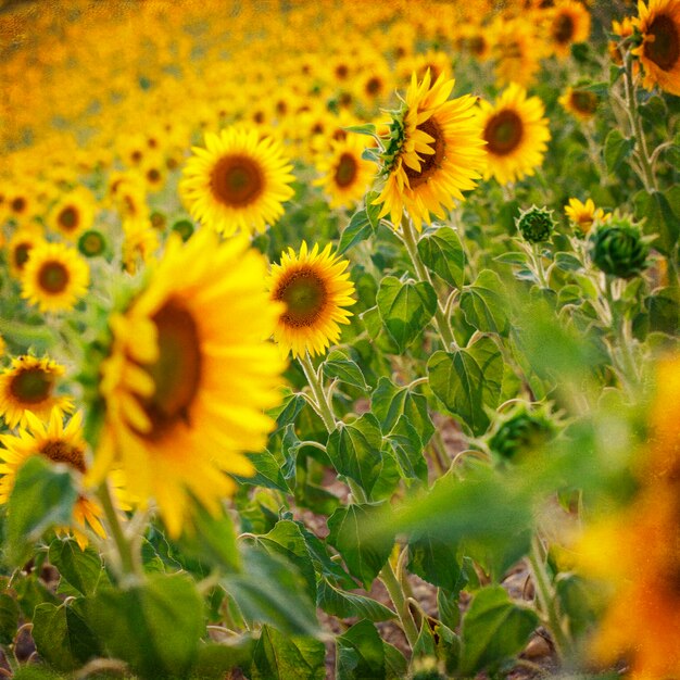 Close-up of sunflower on field