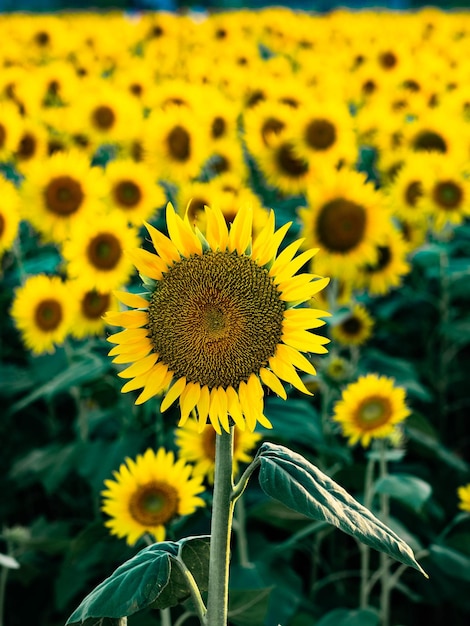 close-up of sunflower on field