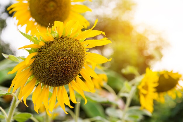 Close-up of sunflower on field