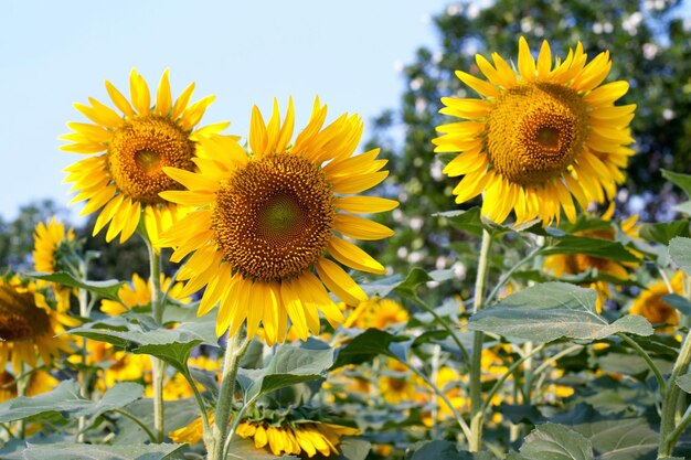 Close-up of sunflower on field