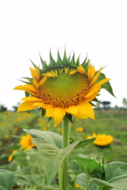 Photo close up sunflower in field