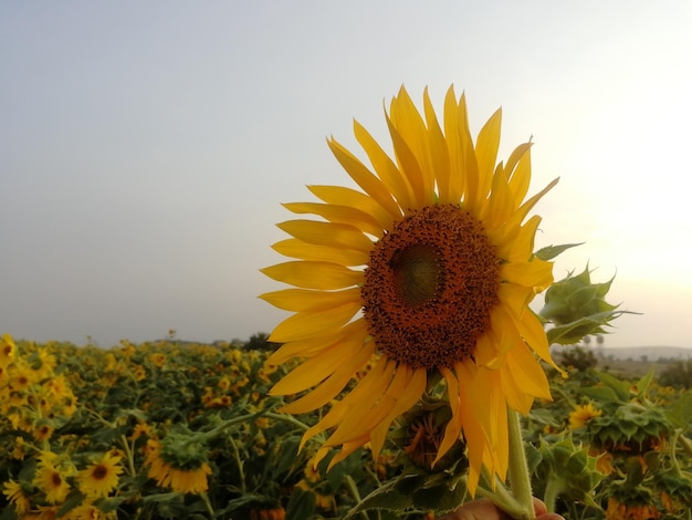 close up sunflower in the field