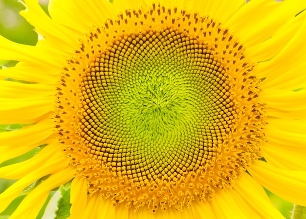 sunflower.flower blooming.Organic農業の自然概念のクローズアップ。