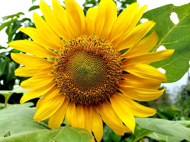 Close up of sunflower in the garden background beautiful nature concept tropical leaf